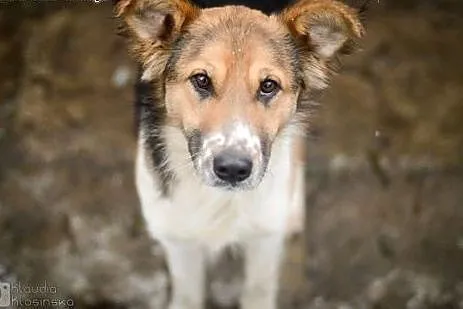Młodziutka Lessi, bezkonfliktowa, grzeczna piękność do adopcji,  Kundelki cała Polska