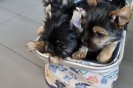 York terrier pieseki