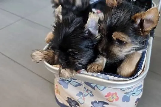 York terrier pieseki