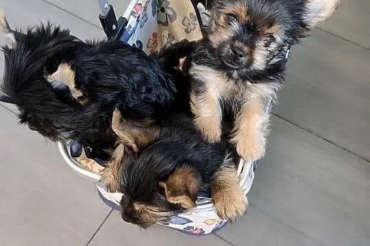 York terrier pieseki, Lubelskie, Chełm