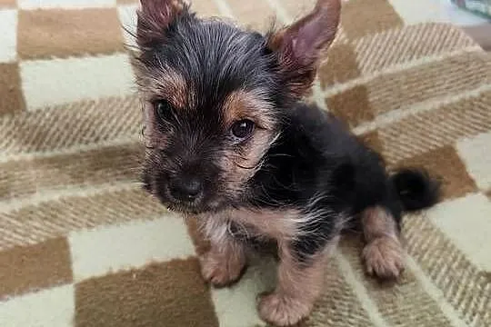 York terrier pieseki, Lubelskie, Chełm
