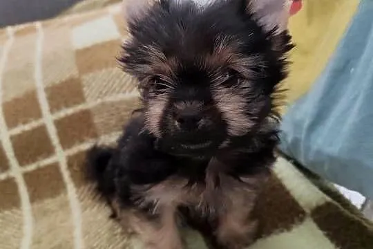 York terrier pieseki, Lubelskie, Chełm