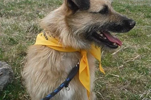 Witek bardzo fany, łagodny szorściak czeka na swoj