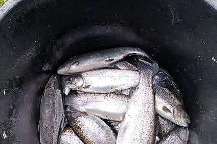 Pstrąg Tęczowy 16zł/kg HURT