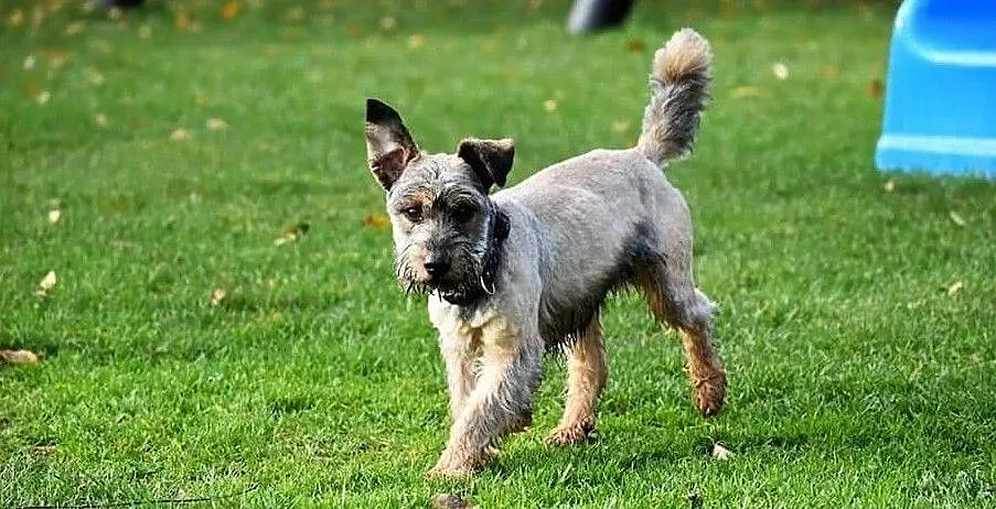 DŻINKS młody psiak uwielbiajacy spacery w towarzystwie człowieka poleca się do adopcji, Wielkopolskie, Poznań
