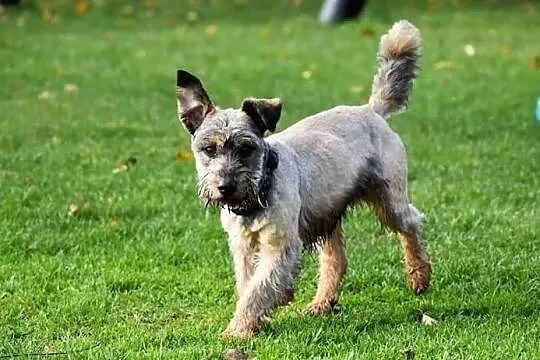 DŻINKS młody psiak uwielbiajacy spacery w towarzystwie człowieka poleca się do adopcji, Wielkopolskie, Poznań