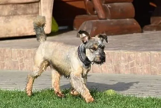 DŻINKS młody psiak uwielbiajacy spacery w towarzystwie człowieka poleca się do adopcji, Wielkopolskie, Poznań