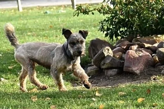 DŻINKS młody psiak uwielbiajacy spacery w towarzystwie człowieka poleca się do adopcji, Wielkopolskie, Poznań