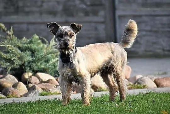 DŻINKS młody psiak uwielbiajacy spacery w towarzystwie człowieka poleca się do adopcji, Wielkopolskie, Poznań