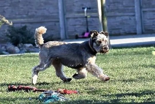 DŻINKS młody psiak uwielbiajacy spacery w towarzystwie człowieka poleca się do adopcji, Wielkopolskie, Poznań