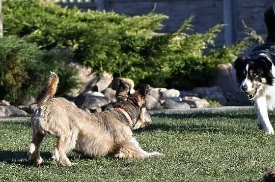 DŻINKS młody psiak uwielbiajacy spacery w towarzystwie człowieka poleca się do adopcji, Wielkopolskie, Poznań