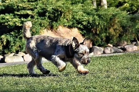 DŻINKS młody psiak uwielbiajacy spacery w towarzystwie człowieka poleca się do adopcji, Wielkopolskie, Poznań
