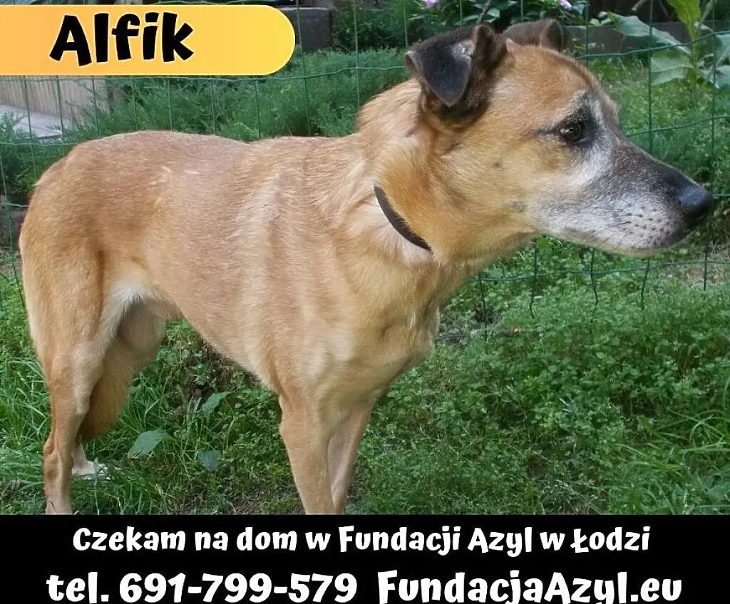 {Do adopcji}: ALFIK - piesek pełen spokoju!, Łódzkie, Łódź