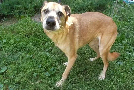 {Do adopcji}: ALFIK - piesek pełen spokoju!, Łódzkie, Łódź