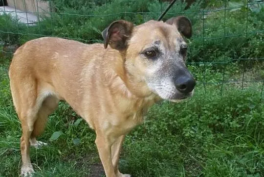 {Do adopcji}: ALFIK - piesek pełen spokoju!, Łódzkie, Łódź