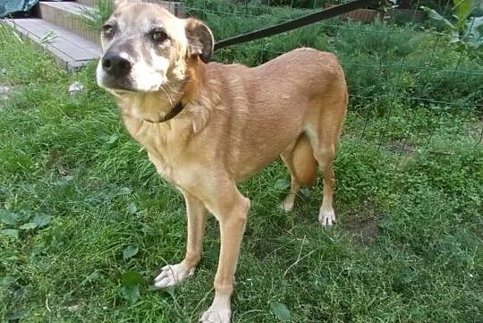 {Do adopcji}: ALFIK - piesek pełen spokoju!, Łódzkie, Łódź