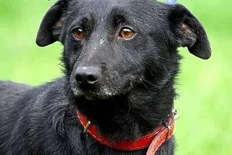 Waki młody psiak do adopcji,  Kundelki cała Polska
