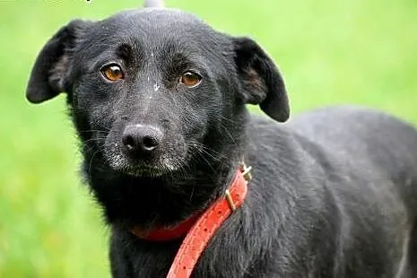 Waki młody psiak do adopcji,  Kundelki cała Polska