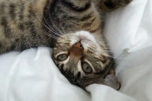 Pixie I Dixie ,  łódzkie Łódź