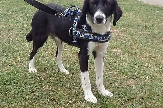 Adoptuj młodego psa ! ,  mazowieckie Warszawa