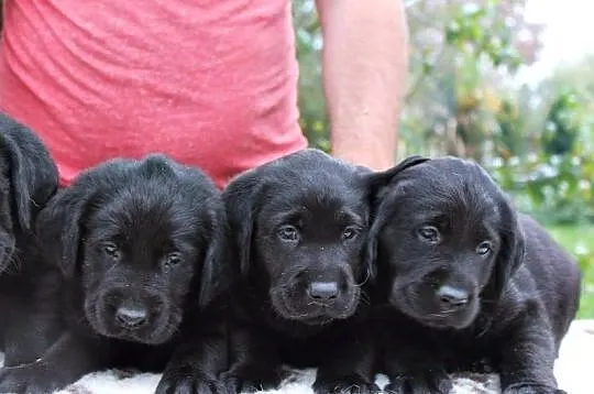 Labrador Retriever! Elitarne szczeniaki ! Gotowe do odbioru!!, , Legnica