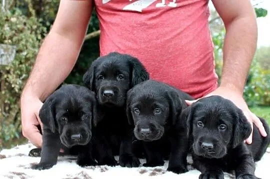 Labrador Retriever! Elitarne szczeniaki ! Gotowe do odbioru!!, , Legnica