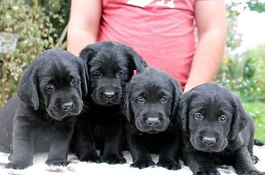 Labrador Retriever! Elitarne szczeniaki ! Gotowe do odbioru!!, , Legnica