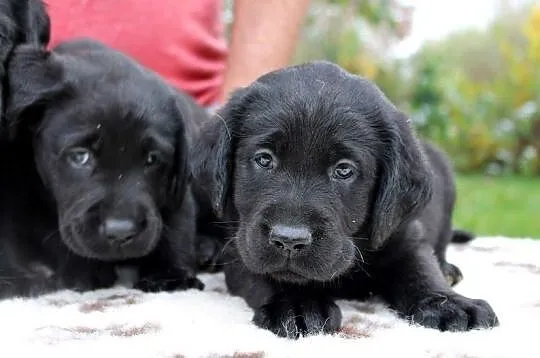 Labrador Retriever! Elitarne szczeniaki ! Gotowe do odbioru!!, , Legnica