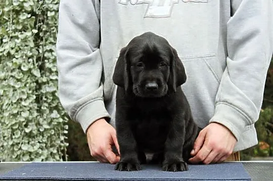 Labrador Retriever! Elitarne szczeniaki ! Gotowe do odbioru!!, , Legnica