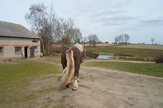 Stanówka Ogire dopłatowy rasa sztumska