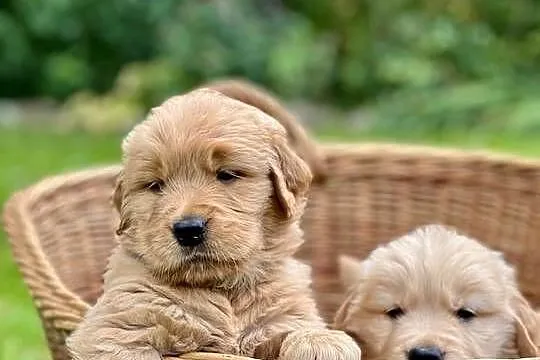 Golden Retriever ZKwP FCI ciemnozłoty linia amerykańska