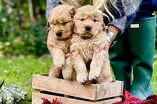Golden Retriever ZKwP FCI ciemnozłoty linia amerykańska, Pomorskie, Żukowo