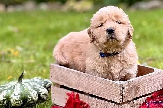 Golden Retriever ZKwP FCI ciemnozłoty linia amerykańska, Pomorskie, Żukowo