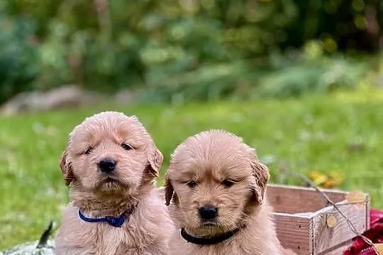 Golden Retriever ZKwP FCI ciemnozłoty linia amerykańska, Pomorskie, Żukowo