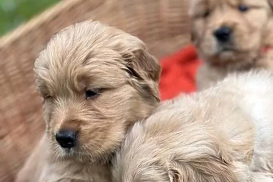 Golden Retriever ZKwP FCI ciemnozłoty linia amerykańska, Pomorskie, Żukowo