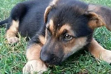 SZCZENIACZEK w typie owczarka, wesoły maluszek PILNIE adopcja,  Kundelki cała Polska