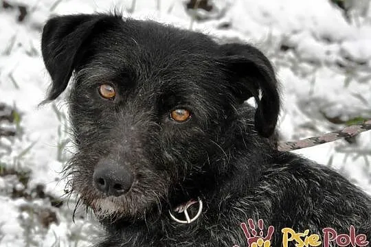 KINDEREK-wesoły, radosny, energiczny młody psiak-szukamy domu, adopcja, Małopolskie, Kraków