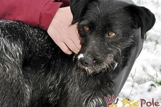 KINDEREK-wesoły, radosny, energiczny młody psiak-szukamy domu, adopcja, Małopolskie, Kraków