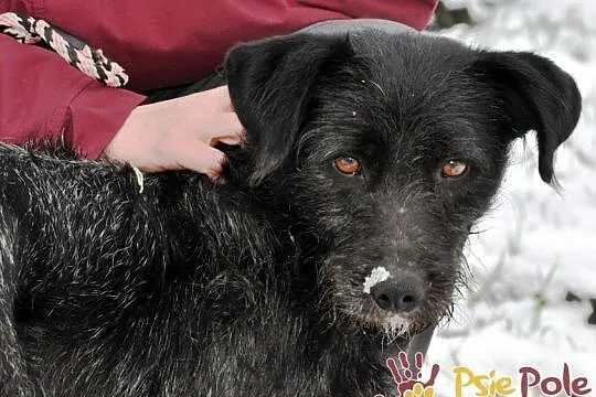 KINDEREK-wesoły, radosny, energiczny młody psiak-szukamy domu, adopcja, Małopolskie, Kraków