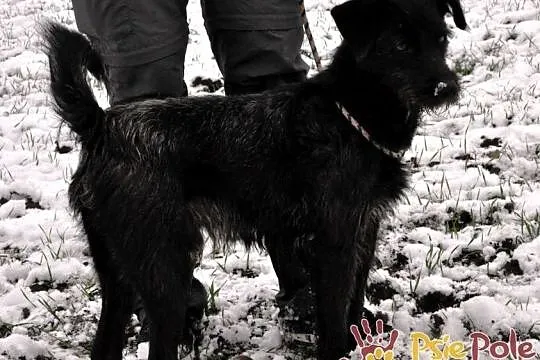 KINDEREK-wesoły, radosny, energiczny młody psiak-szukamy domu, adopcja, Małopolskie, Kraków