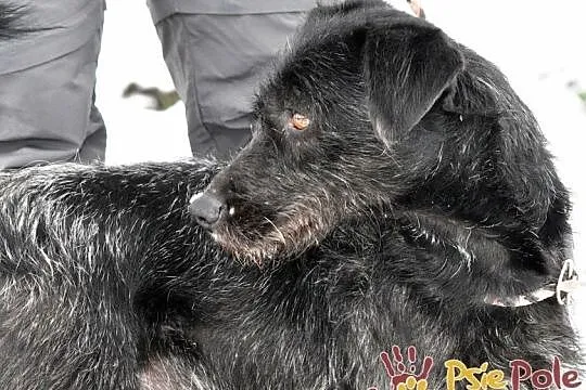 KINDEREK-wesoły, radosny, energiczny młody psiak-szukamy domu, adopcja, Małopolskie, Kraków