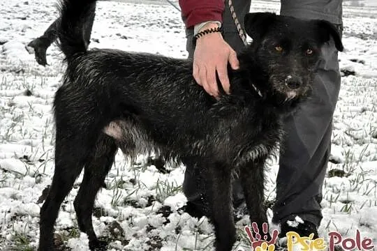 KINDEREK-wesoły, radosny, energiczny młody psiak-szukamy domu, adopcja, Małopolskie, Kraków