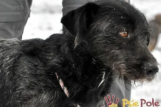 KINDEREK-wesoły, radosny, energiczny młody psiak-szukamy domu, adopcja, Małopolskie, Kraków