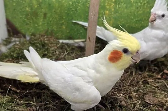 Nimfy lutino i albinos, Wielkopolskie, Koninko