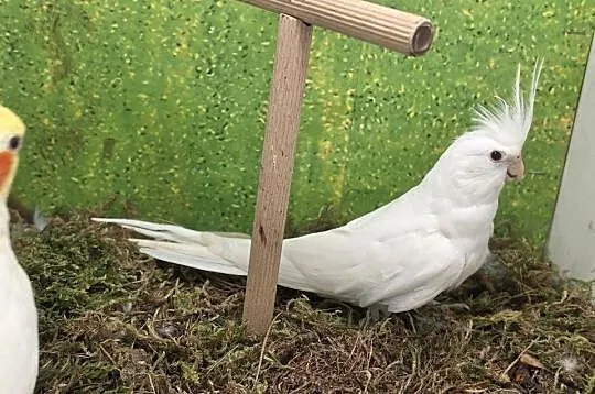 Nimfy lutino i albinos, Wielkopolskie, Koninko