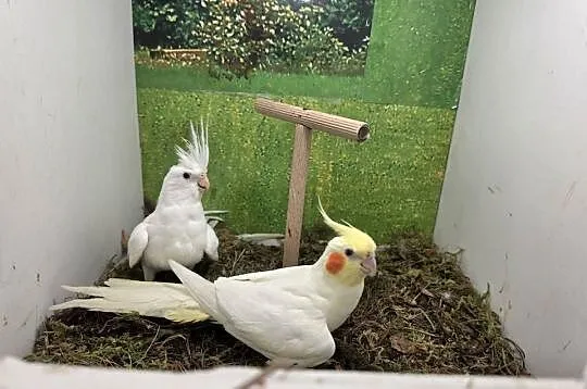 Nimfy lutino i albinos, Wielkopolskie, Koninko