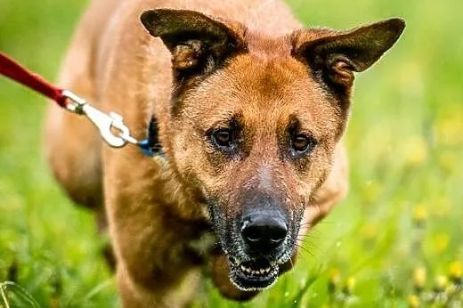 KORIN - kawał fajnego psa, co wielką radość w sobi