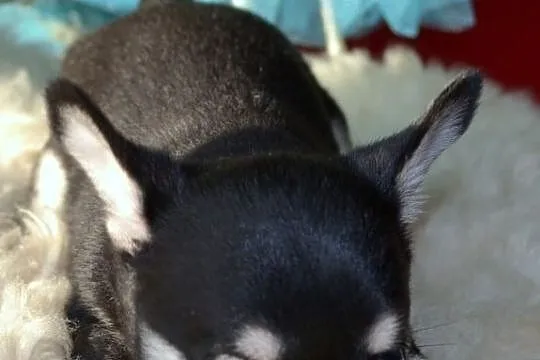 Chihuahua Piękne Szczenięta, Bielawy