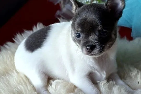 Chihuahua Piękne Szczenięta, Bielawy