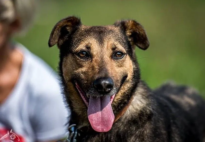 WALIK poleca się do adopcji - zrozum, że nie ma innej opcji ;), , Lublin